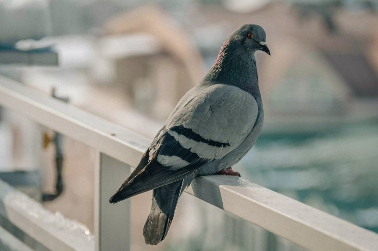 piccioni sul balcone