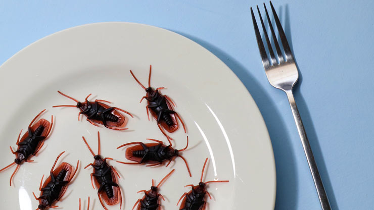 scarafaggi nell'alimentazione