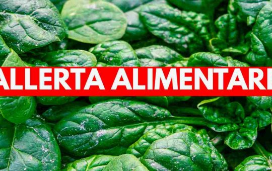 Spinaci contaminati