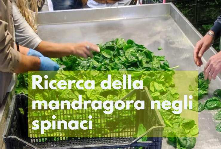 Spinaci e mandragora