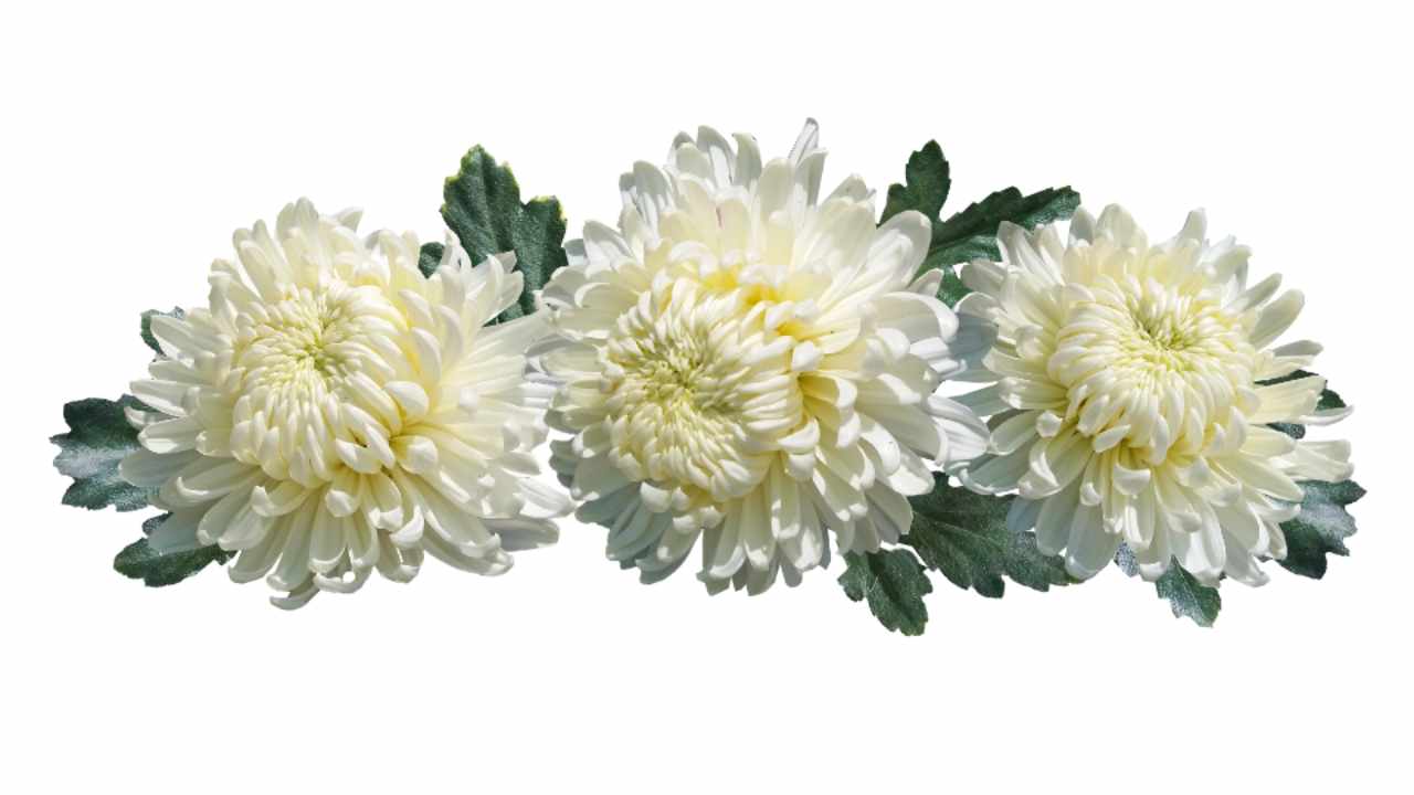 crisantemi per defunti