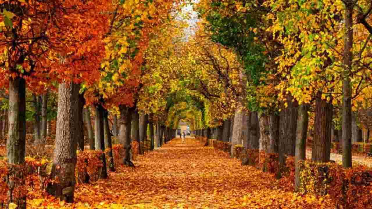 viale d'autunno