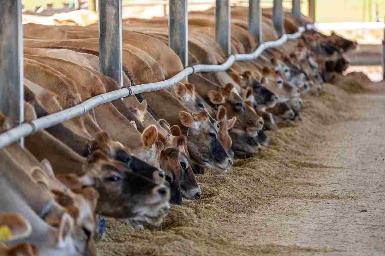 imprese agricole a rischio chiusura