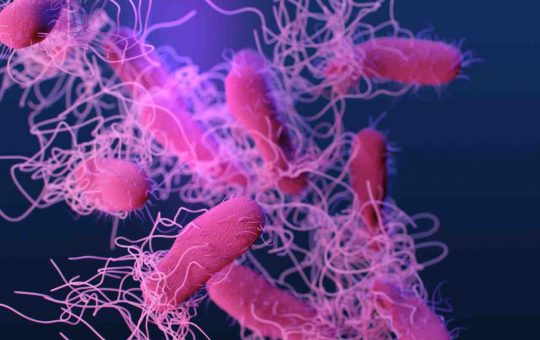 salmonella