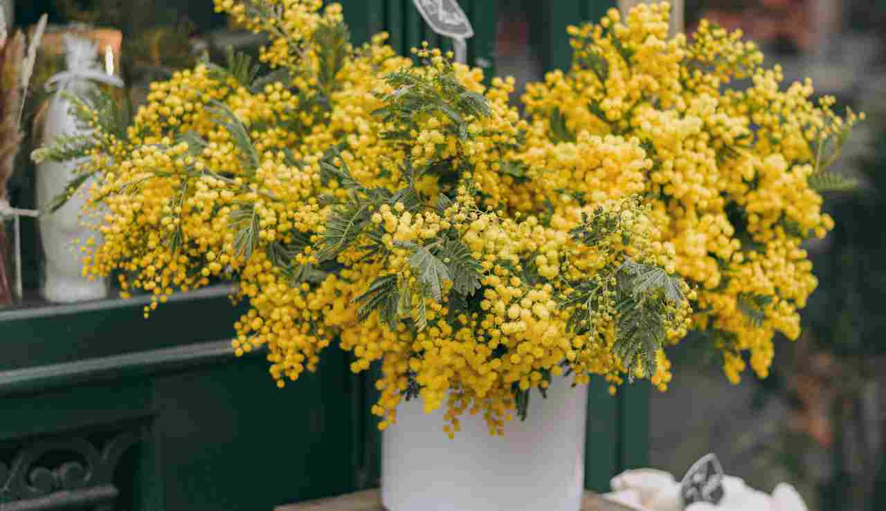 mimose