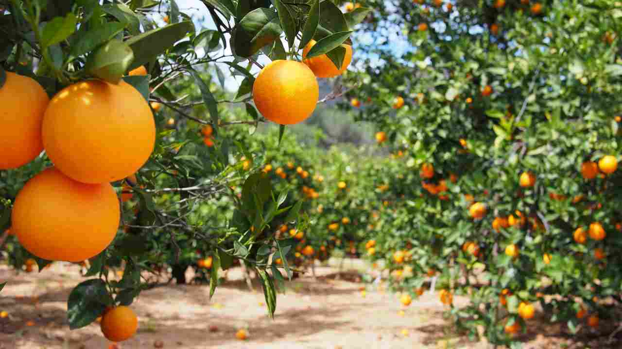 Arancia dopo cena, meglio di no