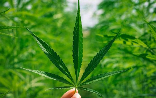 marijuana