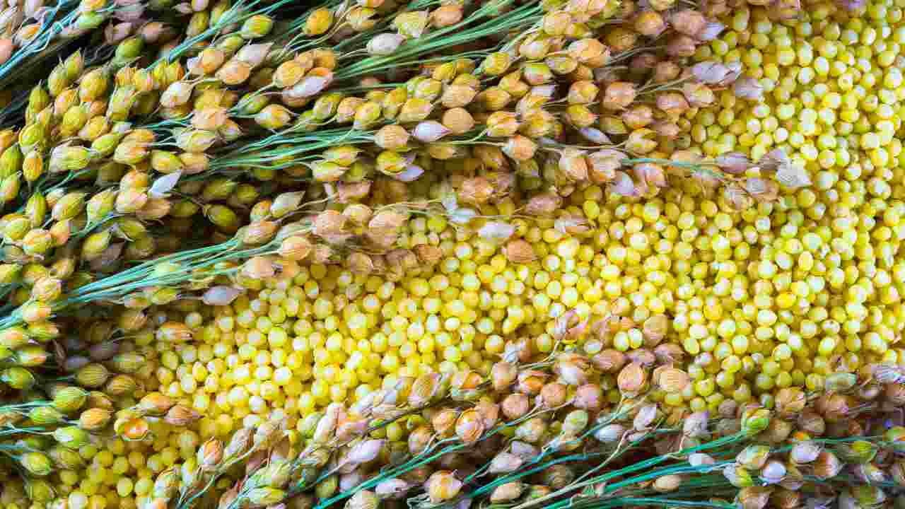 Definido por el Food of the Year de Naciones Unidas, descubre el enorme potencial de este cereal