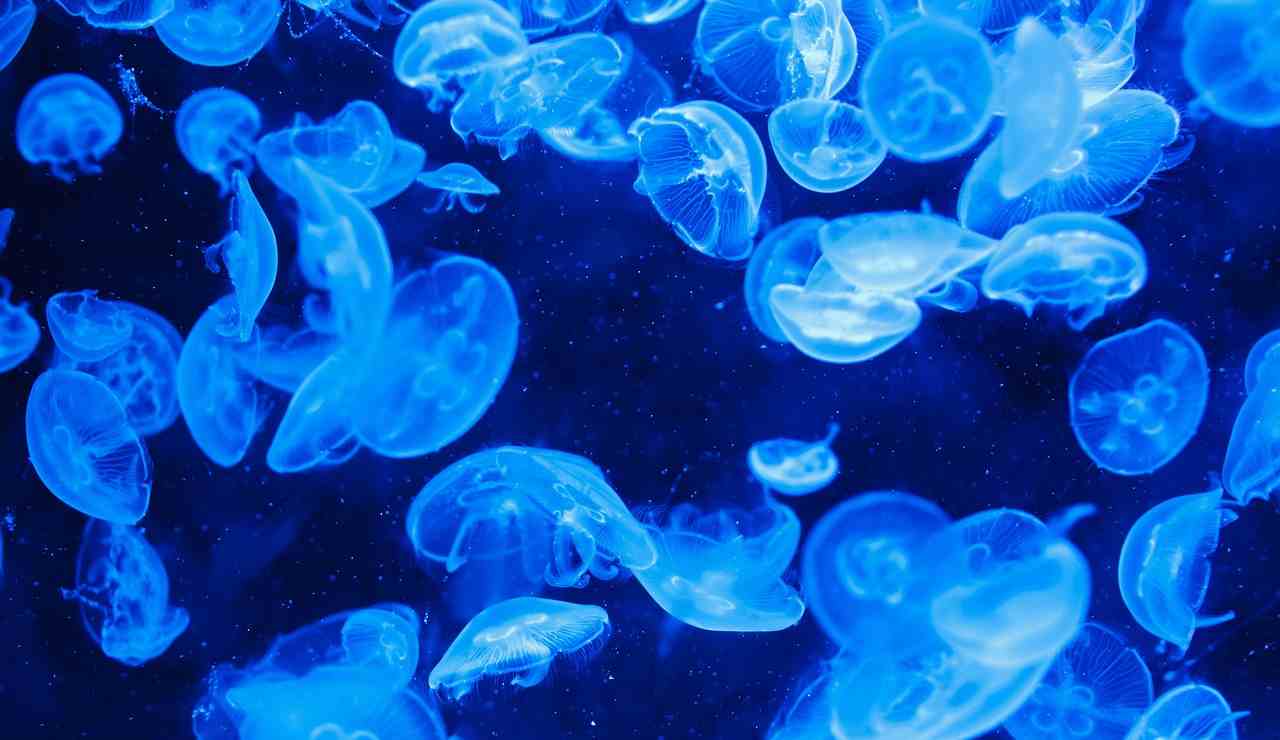 meduse velenose 