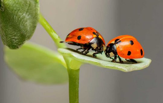 Coccinelle