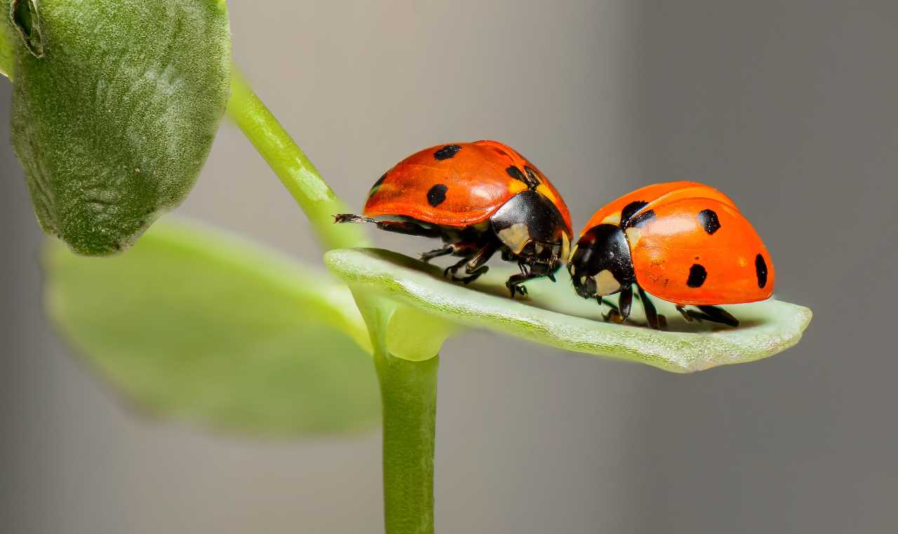 Coccinelle 