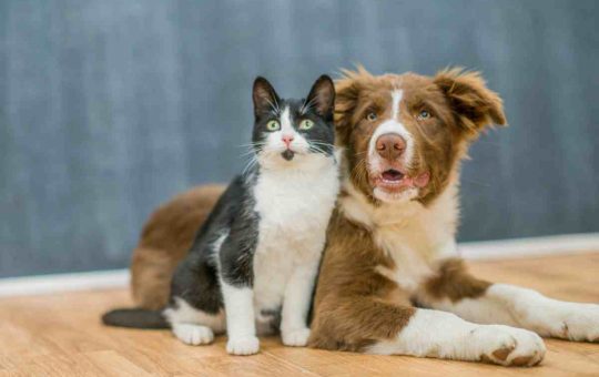 Gatto o cane, chi è più intelligente