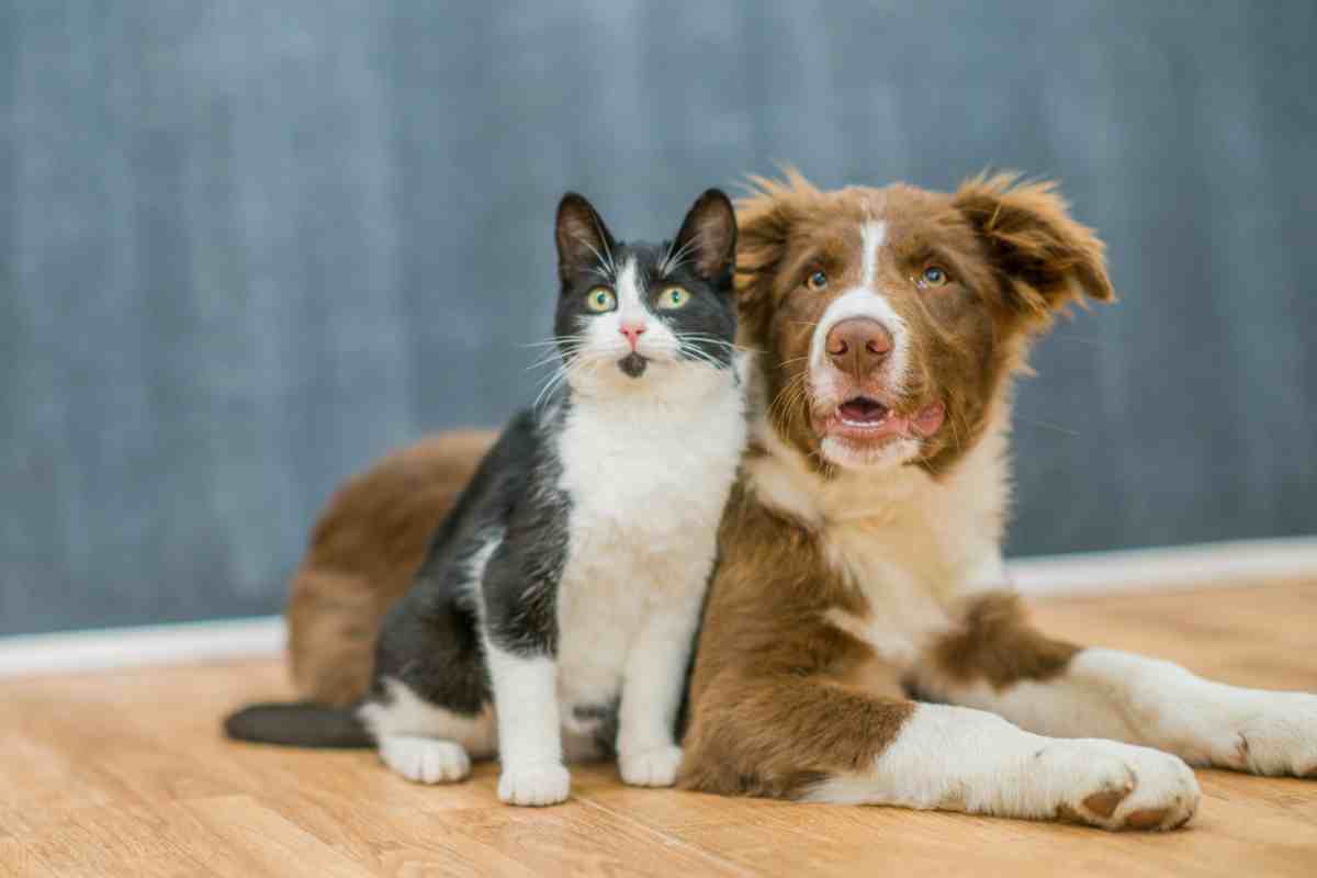 Gatto o cane, chi è più intelligente