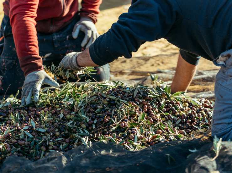Due lavoratori agricoli durante la raccolta delle olive. - Solofinanza.it