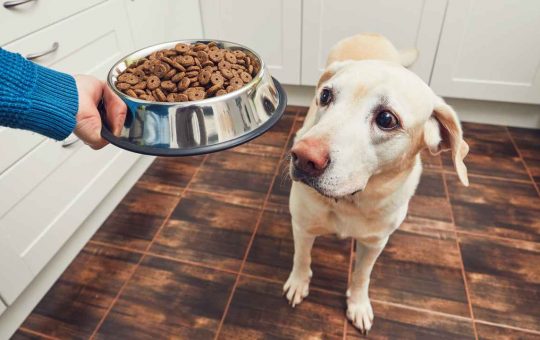 Quali sono le migliori opzioni per il cibo dei nostri cani? Lo rivela Altroconsumo. - Solofinanza.it