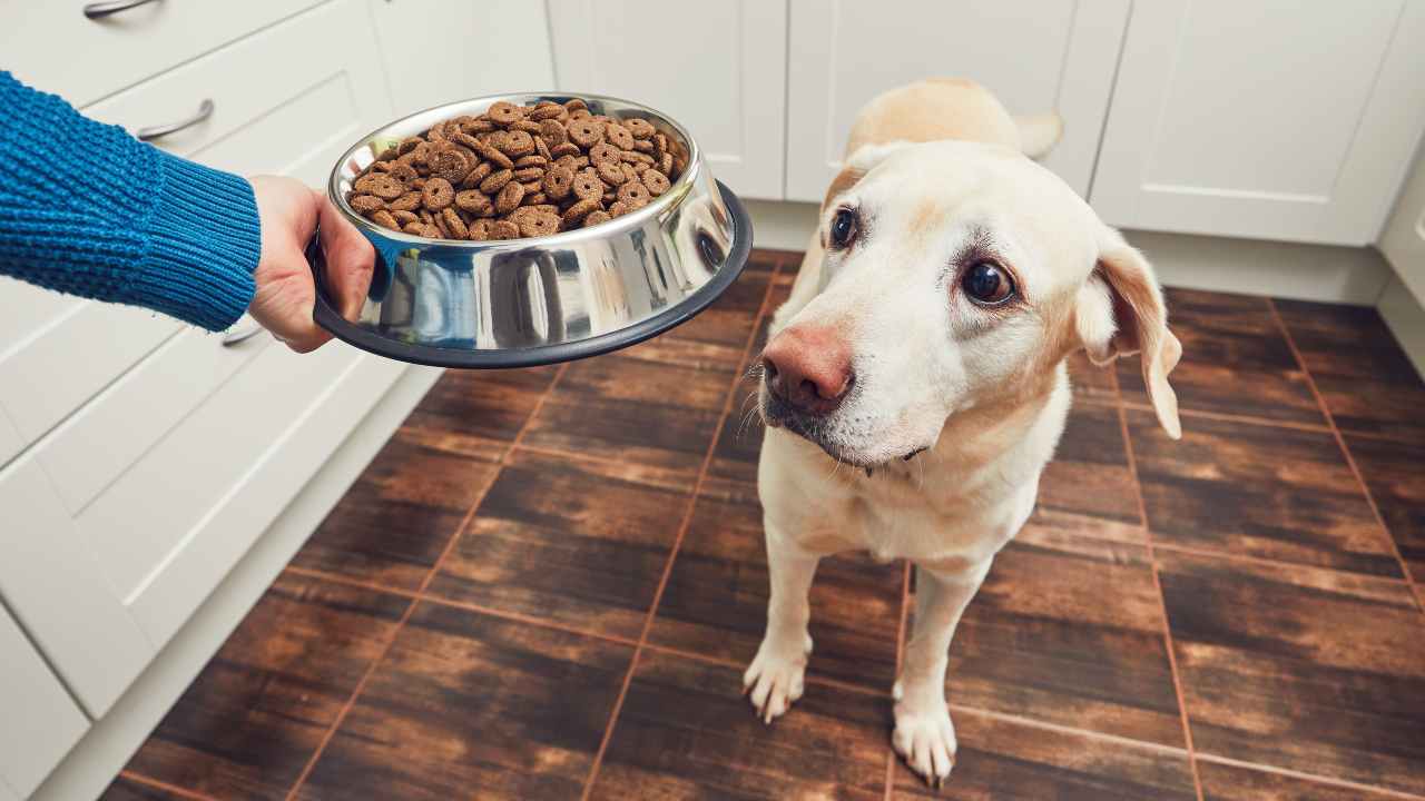 Quali sono le migliori opzioni per il cibo dei nostri cani? Lo rivela Altroconsumo. - Solofinanza.it
